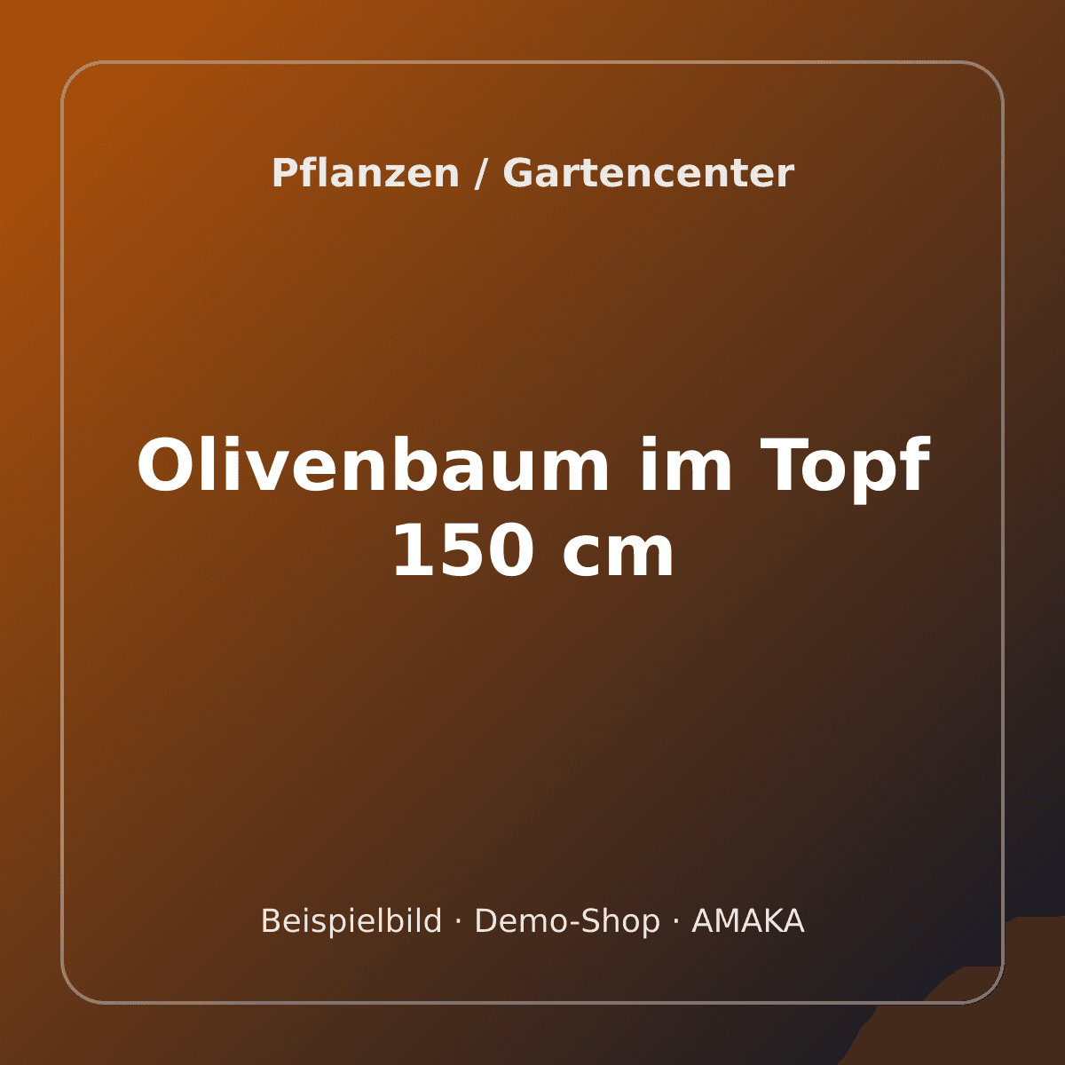 Olivenbaum im Topf 150 cm – Bild 1